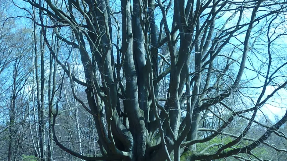 Rubrik_Naturschutz_Biodiv-Wald-naturnah-jg.JPG